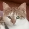 Rozy Katze Miglena